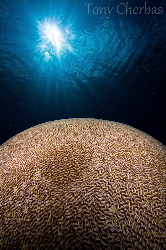 Planet 2 by Tony Cherbas 