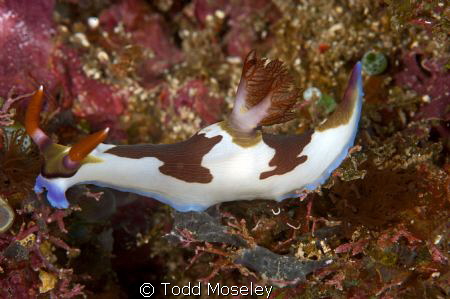 Nudibranch by Todd Moseley 