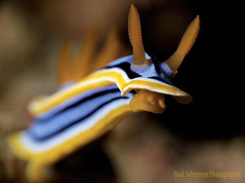 Chromodoris annae by Iyad Suleyman 