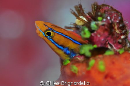 i feel safe in my house... by Gilles Brignardello 
