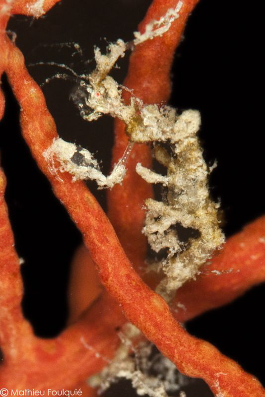 Caprella on Leptogorgia sarmentosa by Mathieu Foulquié 