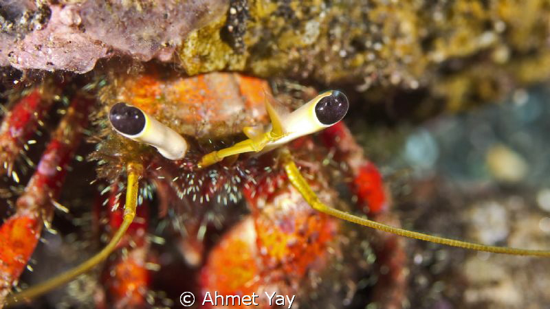 Eyes...
Canon 600 D - Canon 60 mm macro - 2xYS-D1
1/40 ... by Ahmet Yay 