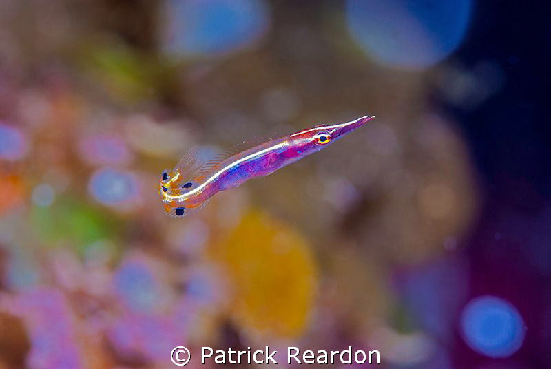One of the few times my NIkon 105mm auto-focused rapidly,... by Patrick Reardon 