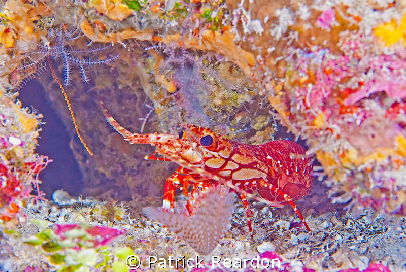 Beautifully colored Caribbean Lobster. by Patrick Reardon 