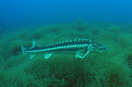 Sturgeon.
Capernwray,Lancashire.
F90X,16mm. by Mark Thomas 