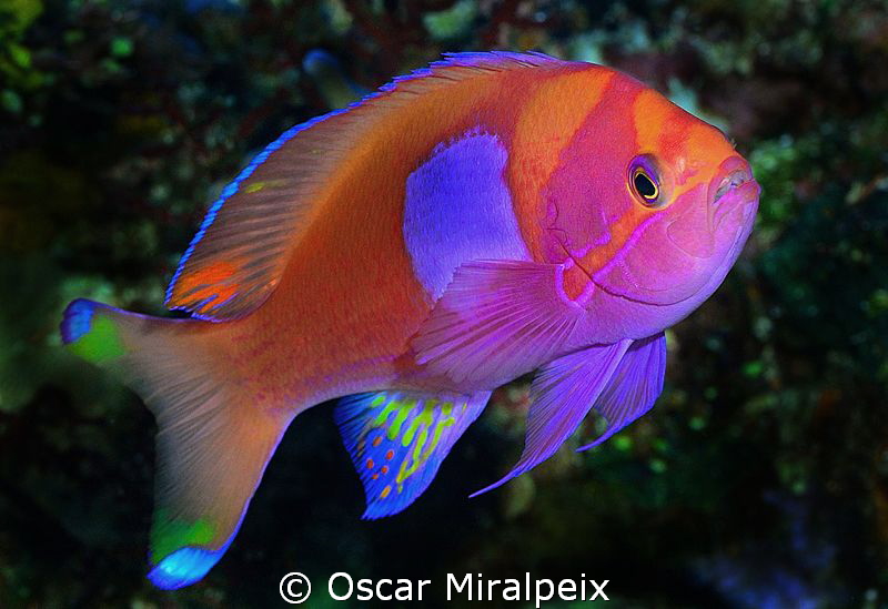 Colourfull anthyas by Oscar Miralpeix 