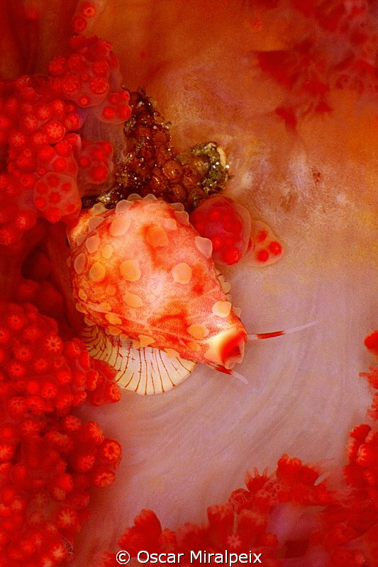 cyprea on soft coral by Oscar Miralpeix 