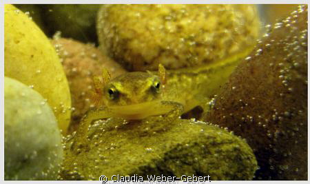 baby newt - about 1 cm large by Claudia Weber-Gebert 