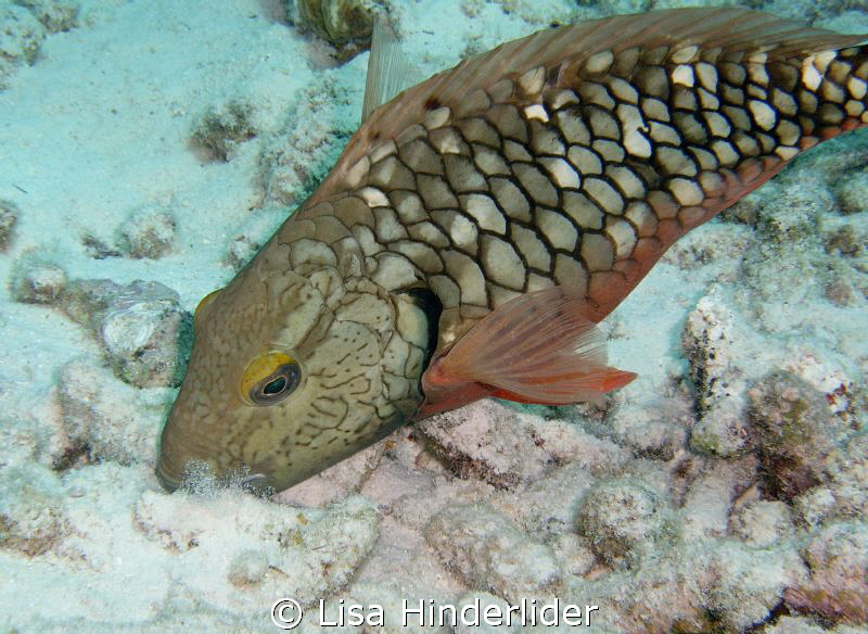 Digging in the Sand- by Lisa Hinderlider 