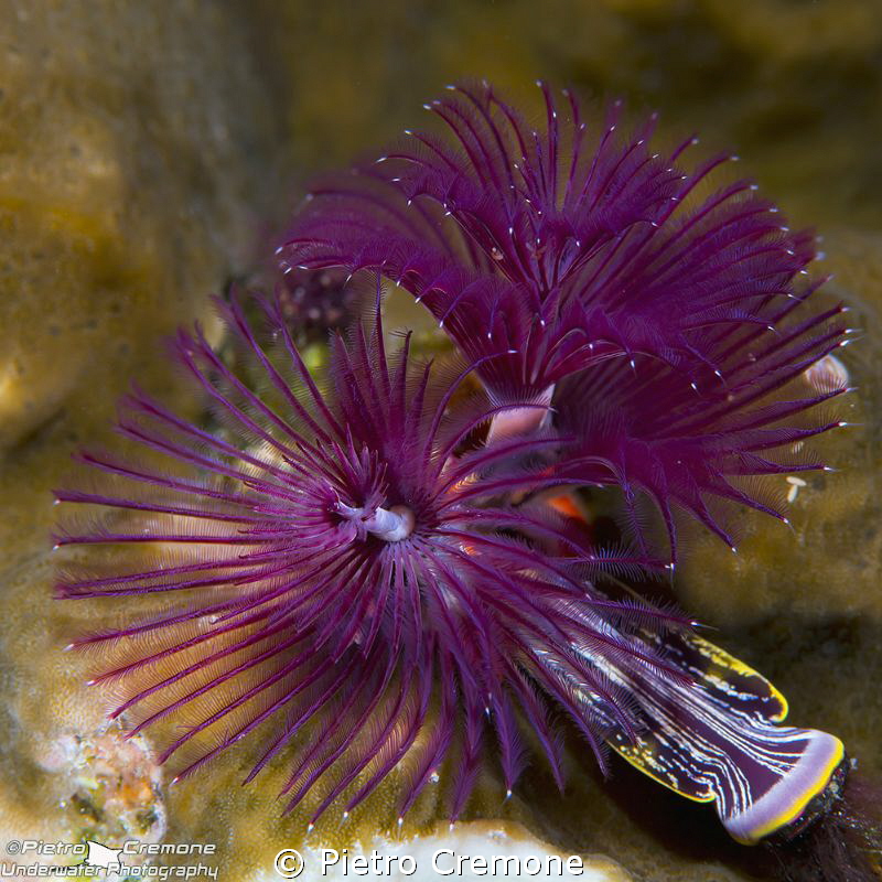 Tube worms by Pietro Cremone 