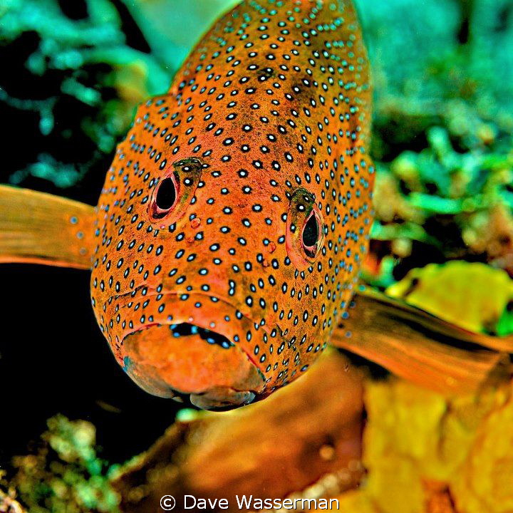This fish would not move and was quite happy having me ta... by Dave Wasserman 