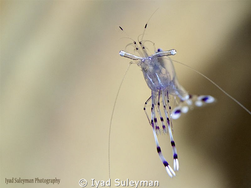 Flying Shrimp by Iyad Suleyman 