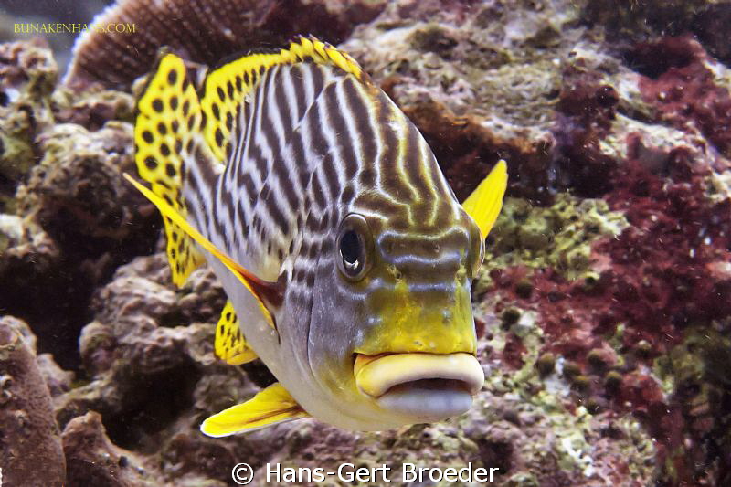Sweetlips
Bunaken Island, Sulawesi,Indonesia,
Nikon D 3... by Hans-Gert Broeder 
