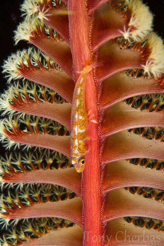 Goby on Seapen by Tony Cherbas 