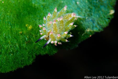 Stiligeridae.Nikon D800,105mmVR. by Allen Lee 