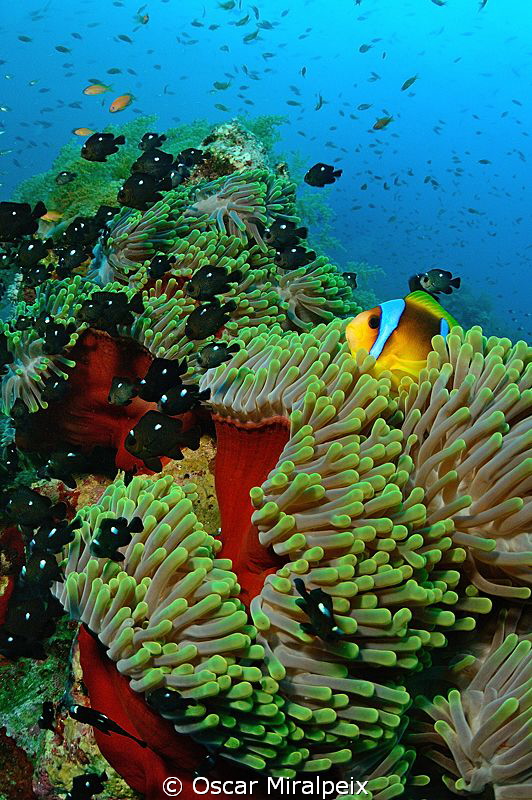 Anemonefishes by Oscar Miralpeix 