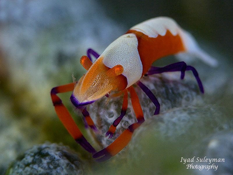 Emperor Shrimp by Iyad Suleyman 