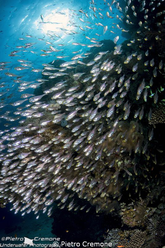 Glassfish by Pietro Cremone 