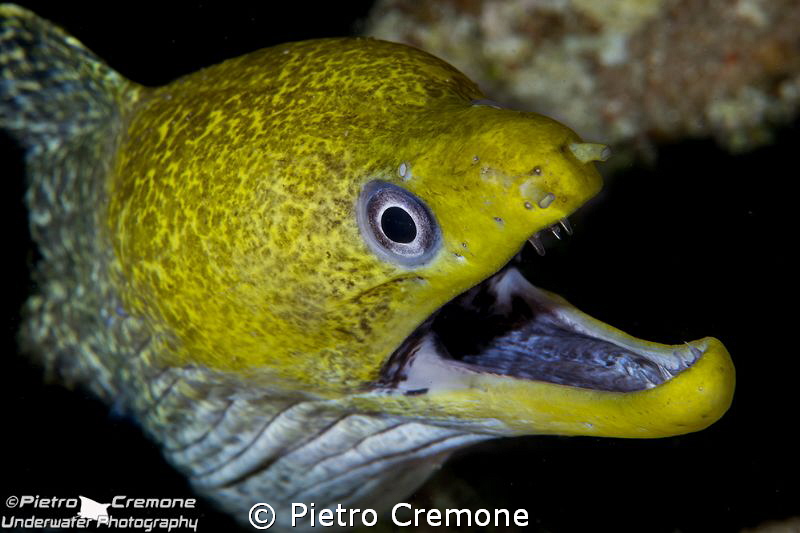 Mooray by Pietro Cremone 