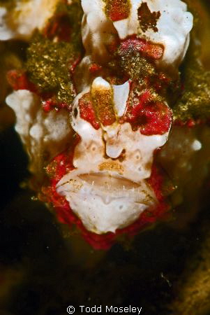 Frog fish by Todd Moseley 
