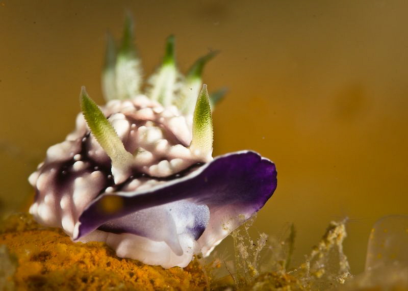 Nudi Sneer by Tony Cherbas 