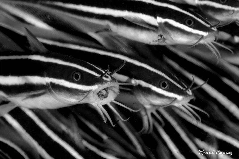 B&W family by Raoul Caprez 