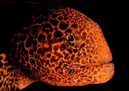 Juvenile Wolfeel. Much more colorful than the adults whic... by Rand Mcmeins 