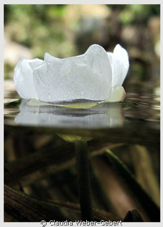 freshwater flower  - split shot by Claudia Weber-Gebert 