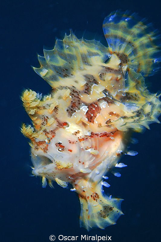 Sargasum frogfish (II) by Oscar Miralpeix 