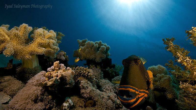 Hello and welcome to our paradise! :-) by Iyad Suleyman 
