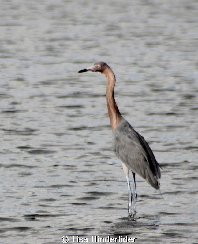Reddish Egret fishing the shallows by Lisa Hinderlider 