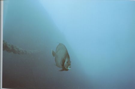Gray Angel on the Bow of the Spiegel grove, shot laying o... by Michael Sacito 