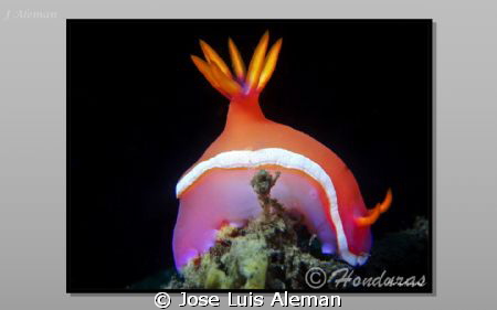 Hypselodoris bullockii by Jose Luis Aleman 
