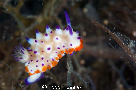 Nudibranch by Todd Moseley 