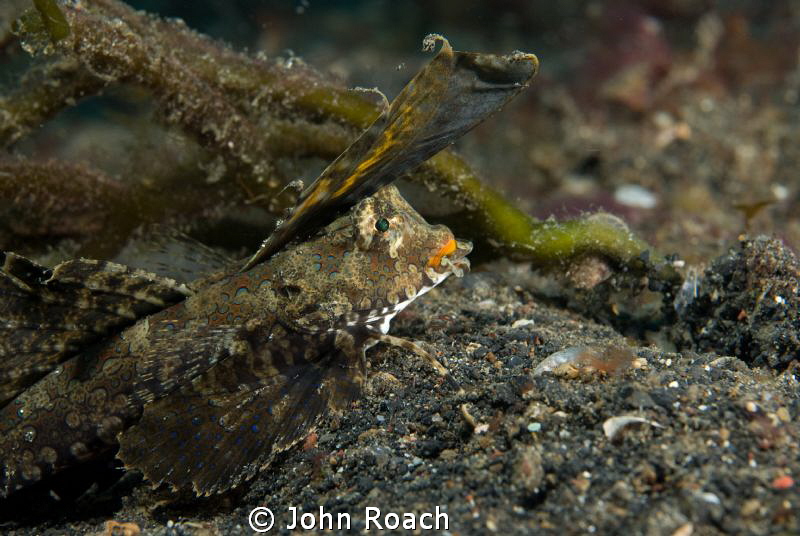 Dragonet by John Roach 