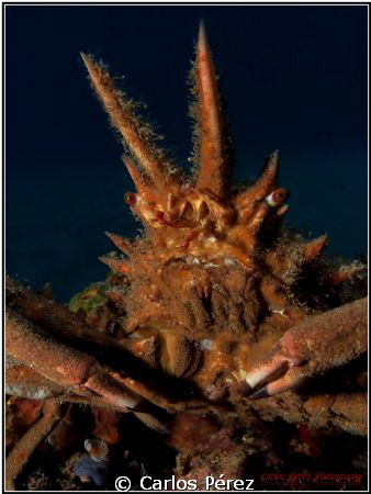 Yellow Decorator Crab.. by Carlos Pérez 