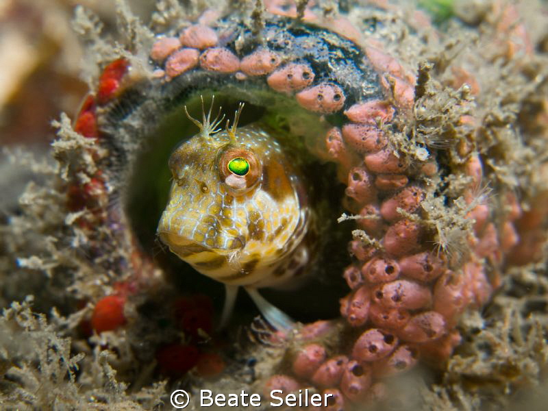Living in bottle No.1 , taken "Under the bridge" with Can... by Beate Seiler 