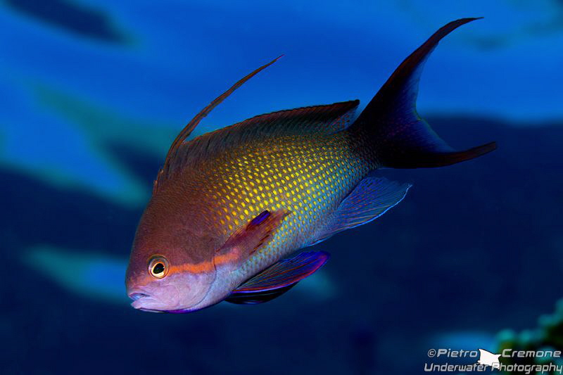 Swimming basslet by Pietro Cremone 
