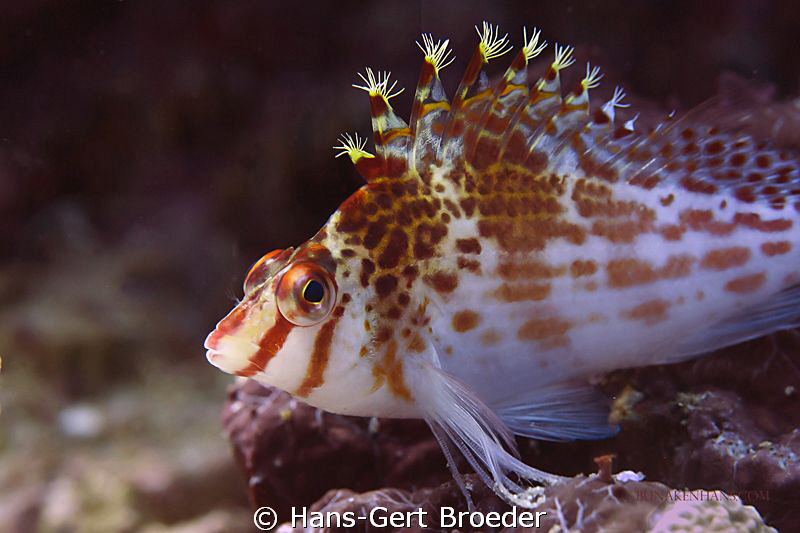 Hawkfish
Bunaken Island, Sulawesi,Indonesia,
Nikon D 30... by Hans-Gert Broeder 