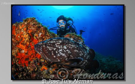 Epinephelus marginatus by Jose Luis Aleman 