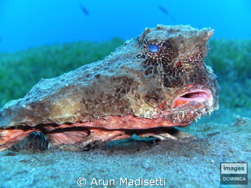 Shortnosed Batfish, SeaLife DC1000, camera flash. by Arun Madisetti 
