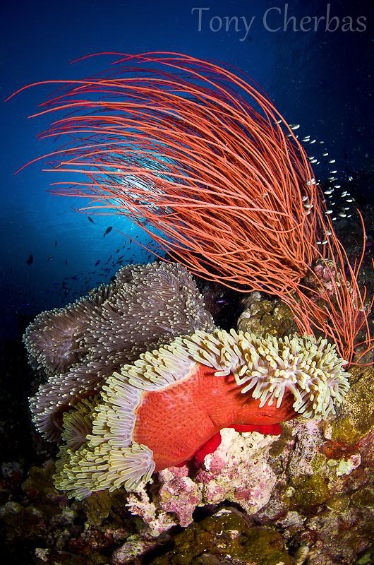 Reef Scene in Current by Tony Cherbas 