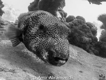 gropper in motion by Amir Abramovich 