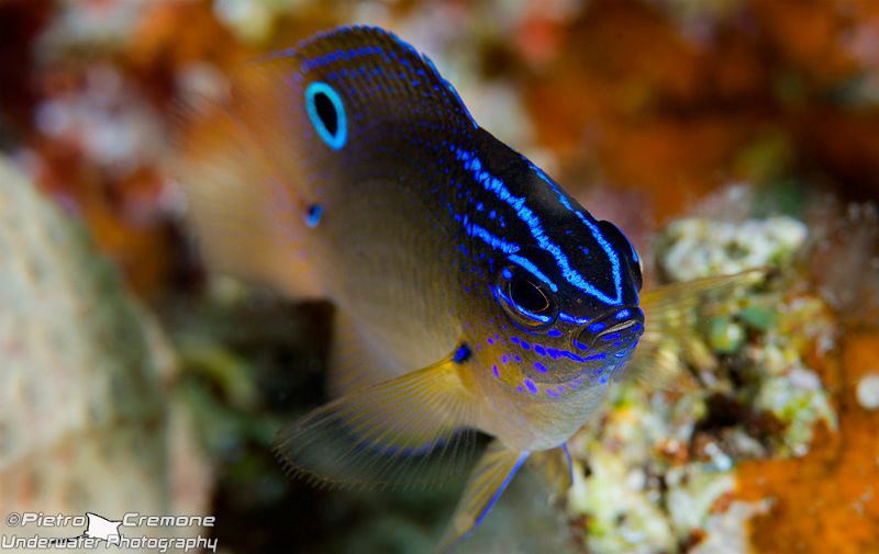 Little damsel by Pietro Cremone 