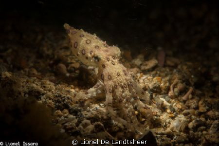 Blue O-Ring Octopus by Lionel De Landtsheer 
