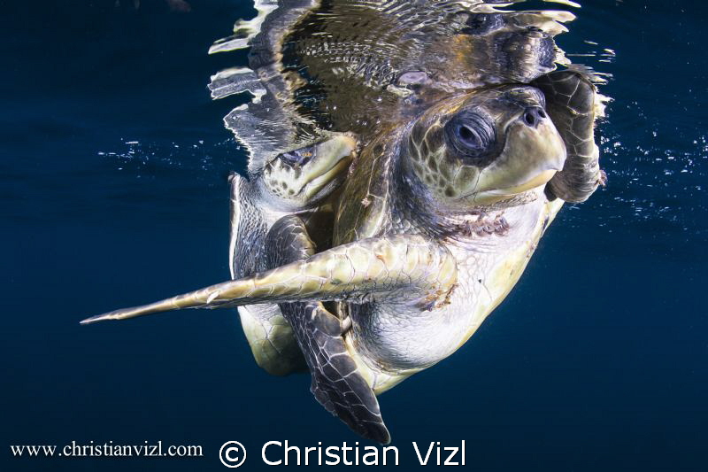 "Holding to Love" by Christian Vizl 