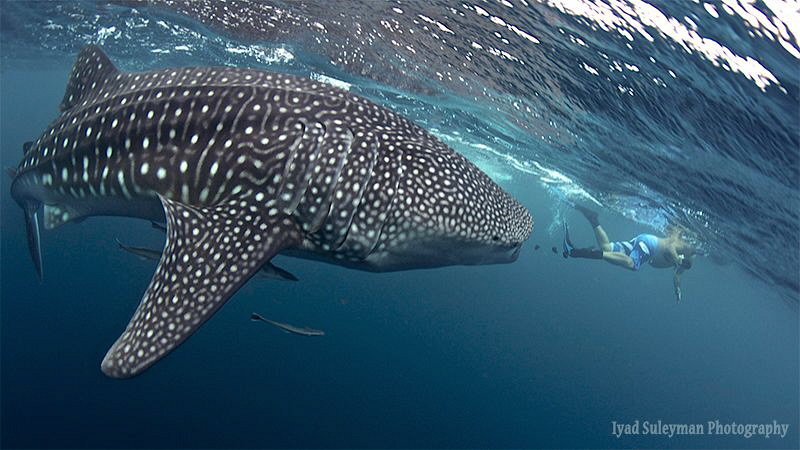 ‎"Hey, small man, go away from my way!" :-)
Whale shark. by Iyad Suleyman 