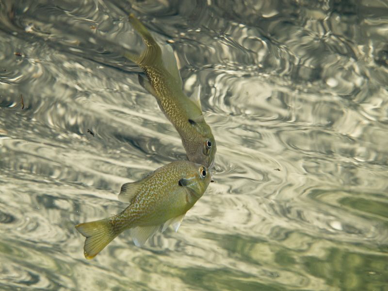 Mirror reflection, taken at Troy Springs FL , with Canon G12 by Beate Seiler 