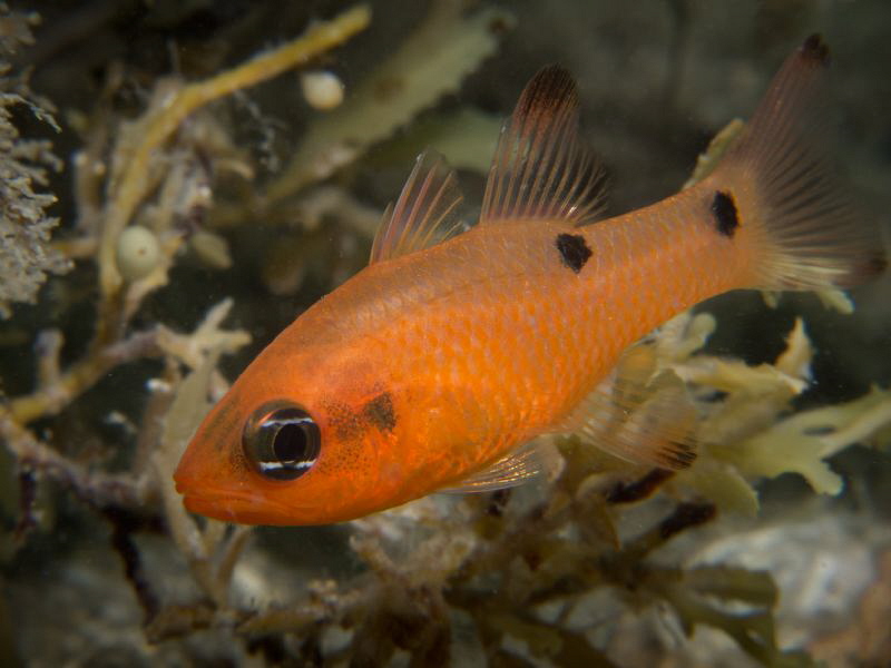 Cardinalfish taken "Under the bridge" with Canon G12 and ... by Beate Seiler 