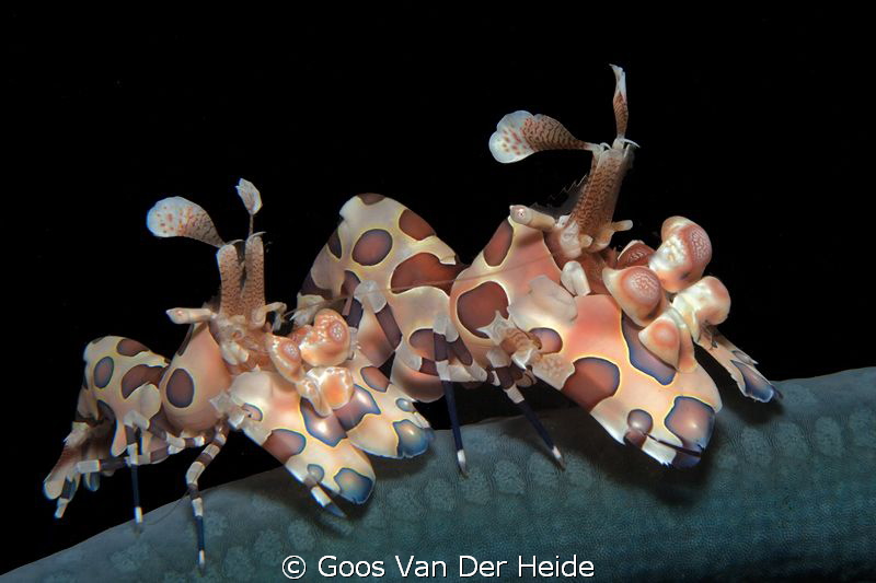 Duo Harlequin Shrimps on blue Seastar by Goos Van Der Heide 